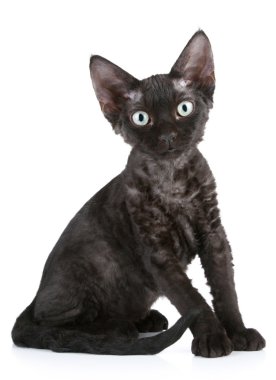 Devon Rex cat sitting on a white background clipart