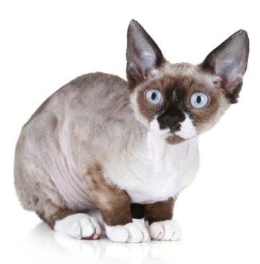 Devon rex cat close-up portrait clipart