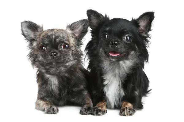Two long-haired chihuahua dog — Stock Photo, Image