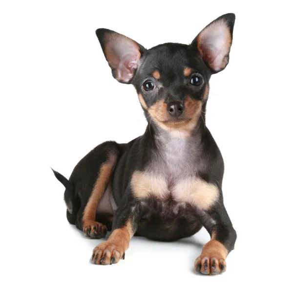 Spielzeug-Terrier-Welpe liegt auf weißem Hintergrund — Stockfoto