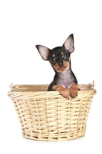 Funny Toy Terrier puppy in wattled basket — Stock Photo, Image