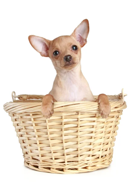 Brinquedo Terrier filhote de cachorro em cesta wattled em um fundo branco — Fotografia de Stock