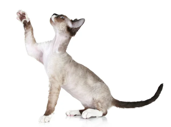 Devon Rex pulls paw upward on a white background — Stock Photo, Image