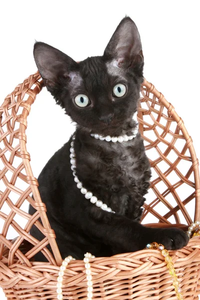 Дэвон Рекс разводит котенка в плетеной корзине — стоковое фото