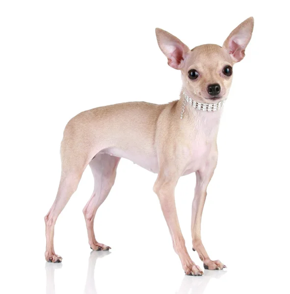 Beyaz zemin üzerinde oyuncak terrier yavrusu — Stok fotoğraf