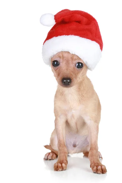 Funny Toy Terrier in Christmas cap — Stock Photo, Image