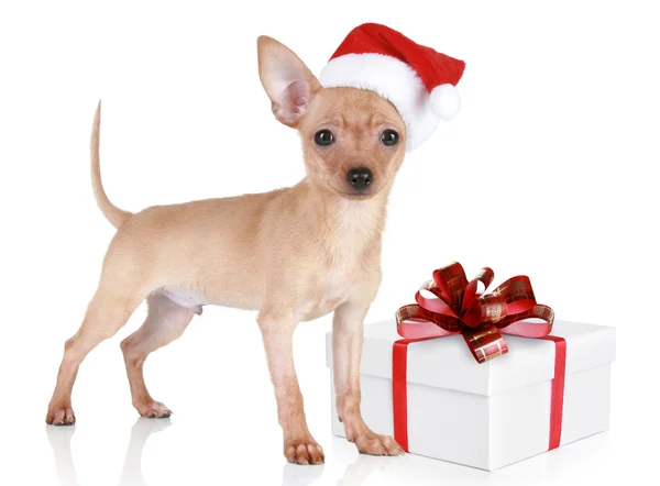 Toy terrier puppy in christmas hat with gift — Stock Photo, Image