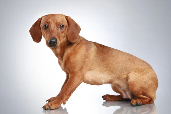 Kahverengi dachshund gri bir arka plan üzerinde oturur — Stok fotoğraf