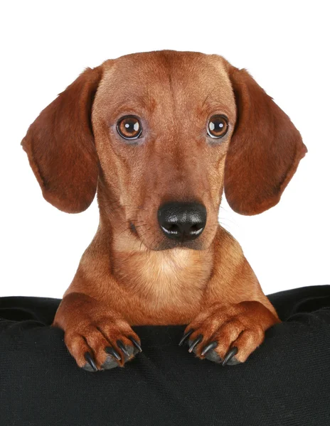 Dachshund cachorro close-up retrato — Fotografia de Stock