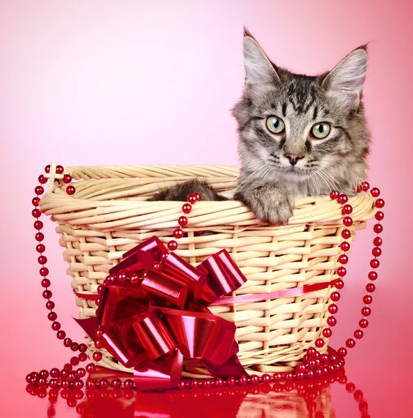 Полосатый котенок в корзине с красным бантом — стоковое фото