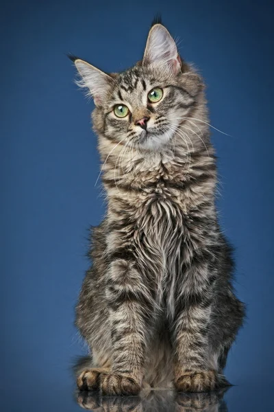 Randig katt på en mörkblå bakgrund — Stockfoto