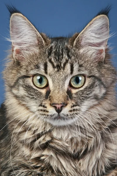 Nahaufnahme Porträt einer Maine-Coon-Katze — Stockfoto