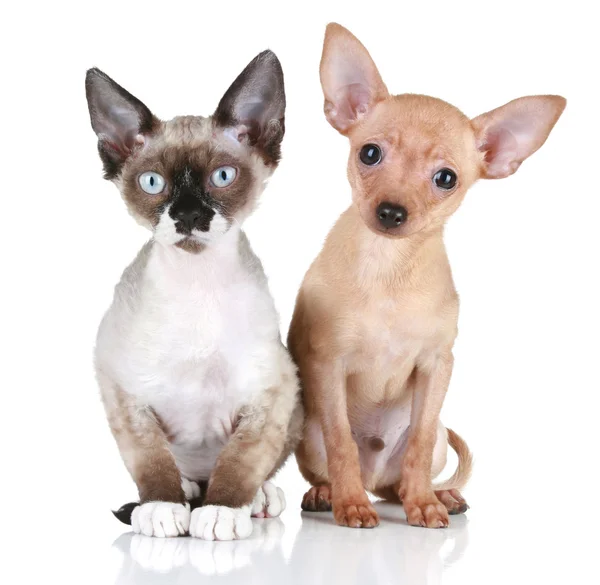Toy terrier puppy and Devon rex cat — Stock Photo, Image