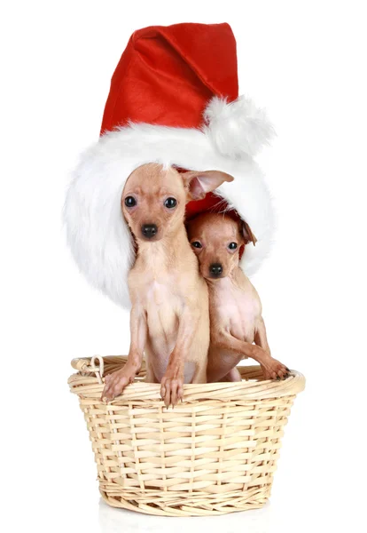 Dos Toy terrier con gorra de Navidad en cesta —  Fotos de Stock