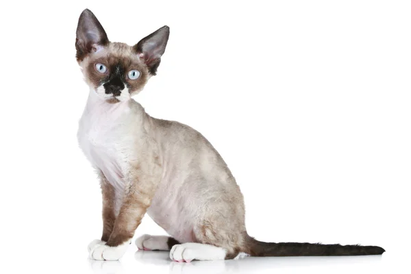 デボンレックス猫 — ストック写真