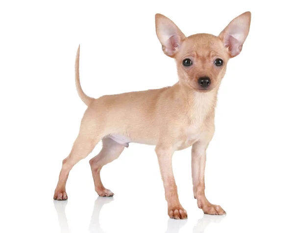 Spielzeug Terrier Welpe auf weißem Hintergrund — Stockfoto