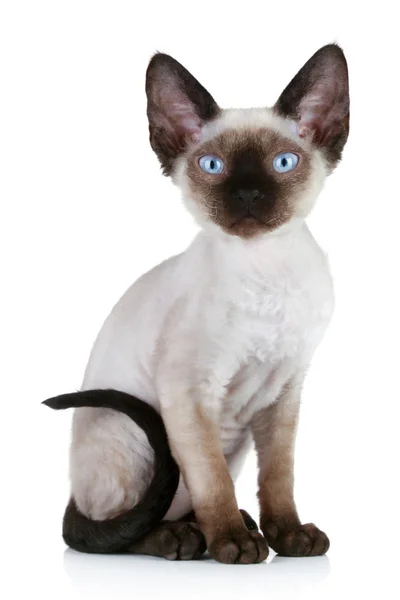 Девон Рекс кіт крупним планом портрет — стокове фото