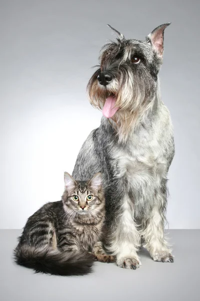 Pies rasy Sznaucer mittel z małym kotkiem — Zdjęcie stockowe