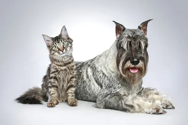 Dog of breed mittel schnauzer with a small kitten — 스톡 사진