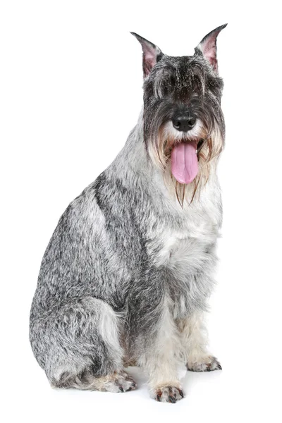 สุนัข Schnauzer นั่งบนพื้นหลังสีขาว — ภาพถ่ายสต็อก