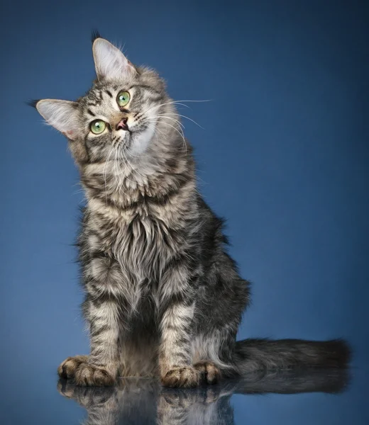 Maine gatto procione su uno sfondo blu scuro — Foto Stock