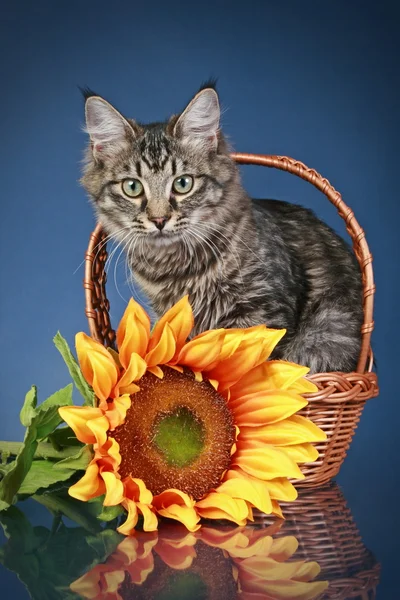 Maine coon kot siedzi w koszyku ze słonecznikiem — Zdjęcie stockowe