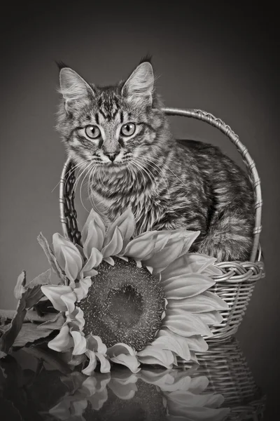 Pasiasty kot siedzi w koszyku ze słonecznikiem — Zdjęcie stockowe