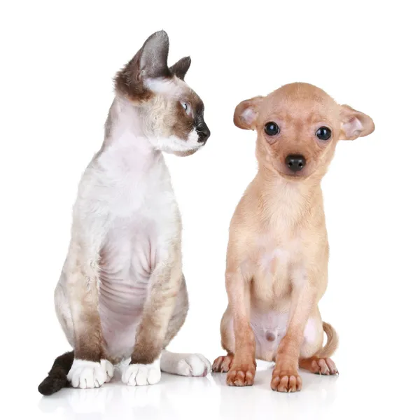 Korkak köpek yavrusu ile sinirli kedi — Stok fotoğraf
