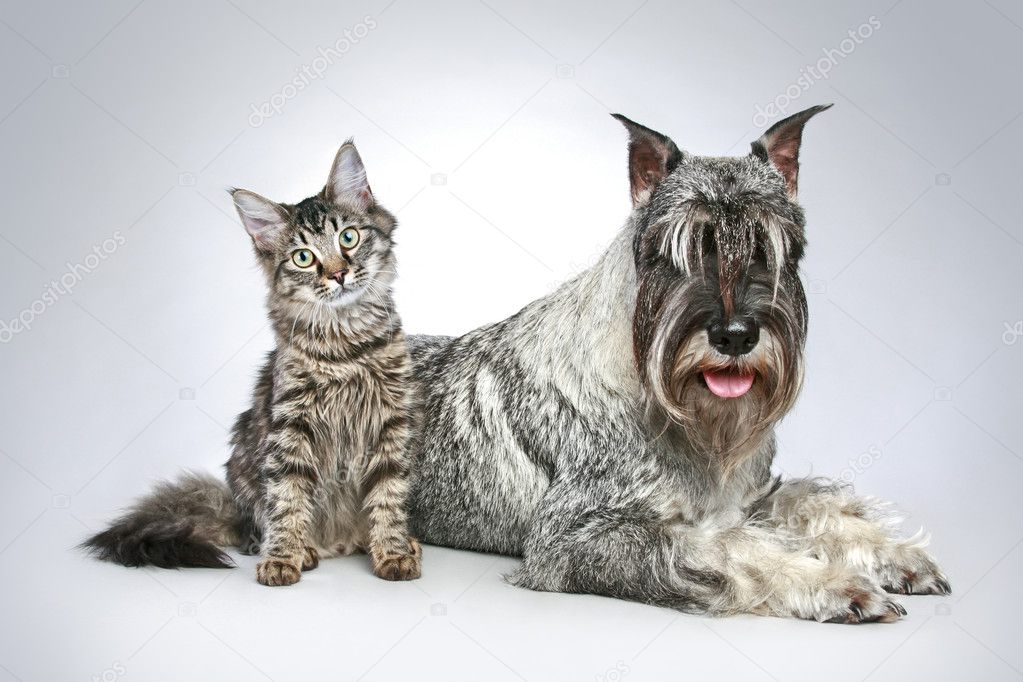 Dog of breed mittel schnauzer with a small kitten
