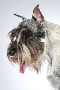 yakın çekim portre gri arka plan üzerinde bir orta-schnauzer köpek. Stüdyo çekim