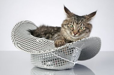 Maine coon kitten in brilliant hat on a grey background clipart
