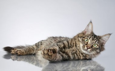 Maine Coon, lying on a grey background with reflection. Studio shot clipart