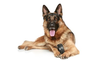 German Shepherd dog with a toy on a white background clipart