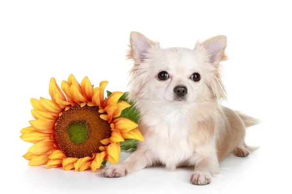 Chihuahua chien avec tournesol sur fond blanc — Photo