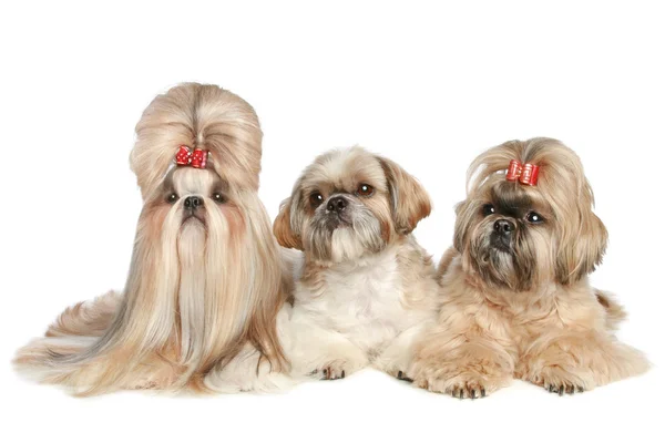 Tres Perros Shih Tzu Yacen Sobre Fondo Blanco Captura Estudio —  Fotos de Stock
