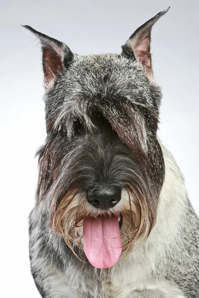 Close-up πορτρέτο ενός σκύλου schnauzer μεσαία σε γκρίζο φόντο — Φωτογραφία Αρχείου