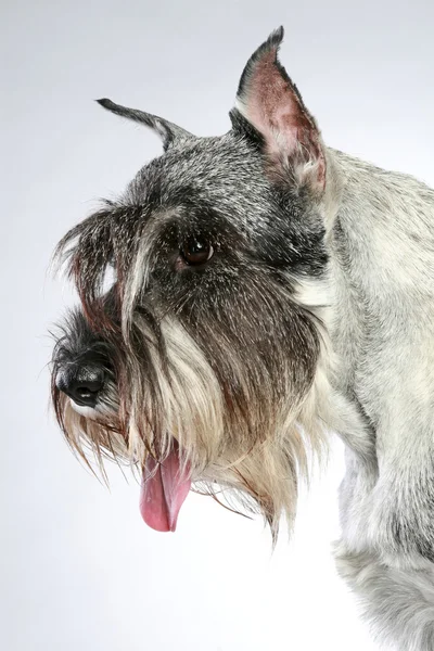 Nahaufnahme Eines Mittelschnauzenden Hundes Auf Grauem Grund Studioaufnahmen — Stockfoto