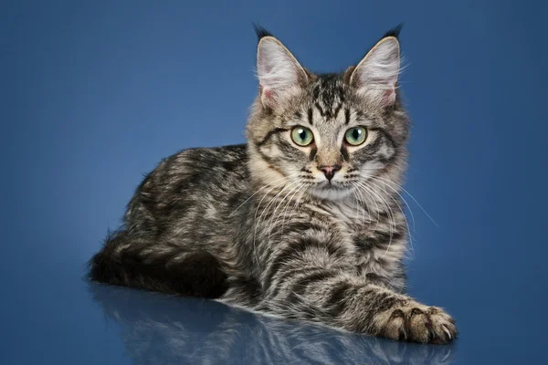 Maine gatto procione su uno sfondo blu scuro — Foto Stock