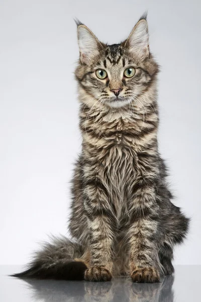 Maine Coon Katze Sitzt Auf Einem Grauen Hintergrund Mit Reflexion — Stockfoto