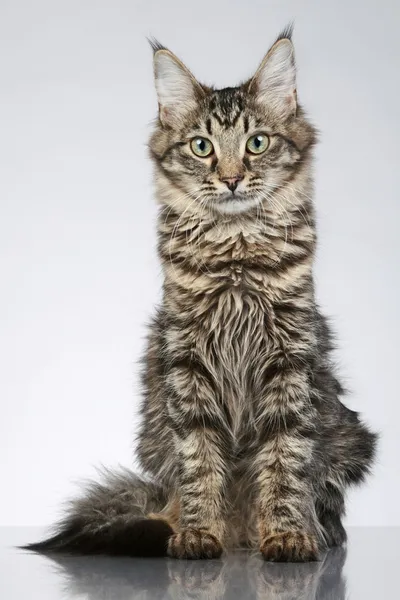 Maine Coon cat, sitting on a grey background. Studio shot — Stock Photo ...