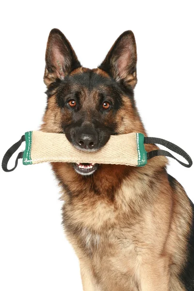 German Shepherd dog with a toy — Stock Photo, Image
