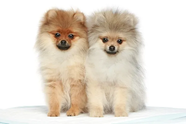 Pommeren Spitz Puppies Maanden Een Witte Achtergrond — Stockfoto