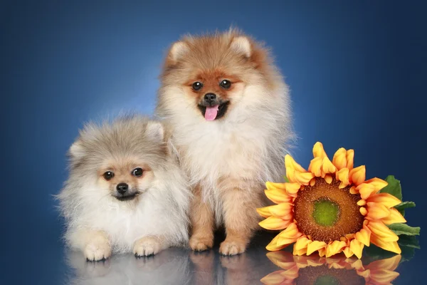 Spitz Puppies (5 maanden) met zonnebloem — Stockfoto