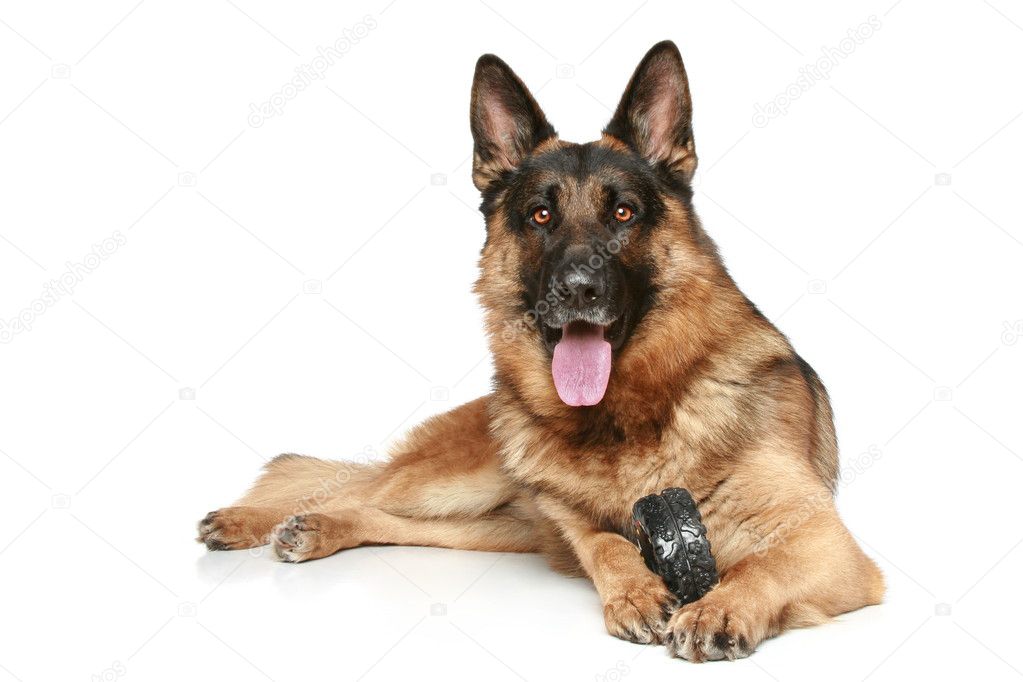 German Shepherd dog with a toy on a white background