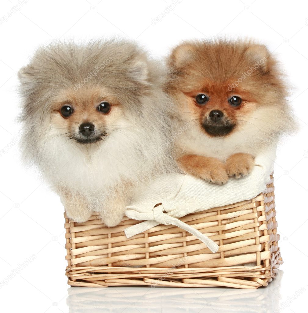Two Spitz Puppies (5 months) in basket on a white background
