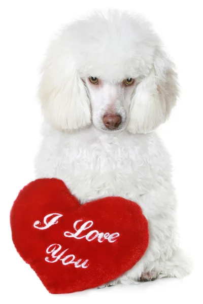 Игрушечный пудель с красным валентиновым сердцем на белом фоне — стоковое фото