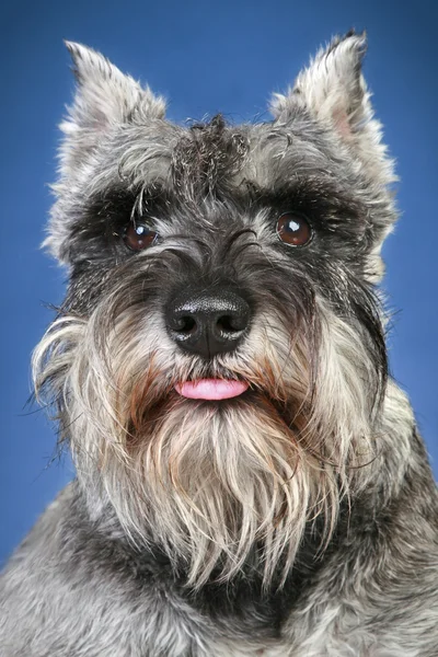 Close-up πορτρέτο σκύλου Schnauzer — Φωτογραφία Αρχείου
