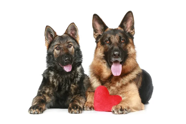 Two German Shepherd Dogs Red Valentine Heart White Background — Stock Photo, Image