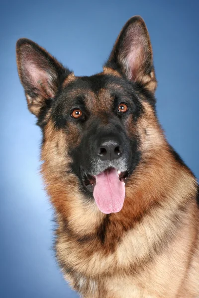 Tysken Fåraherde hund på en blå bakgrund — Stockfoto