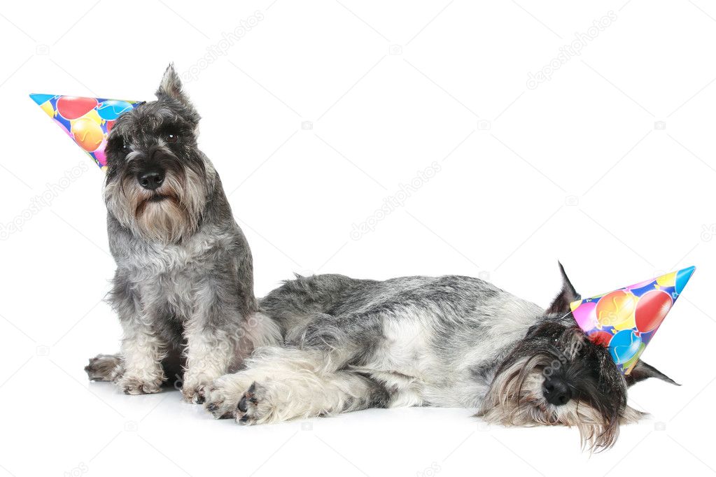 Two tired standard schnauzers in party caps